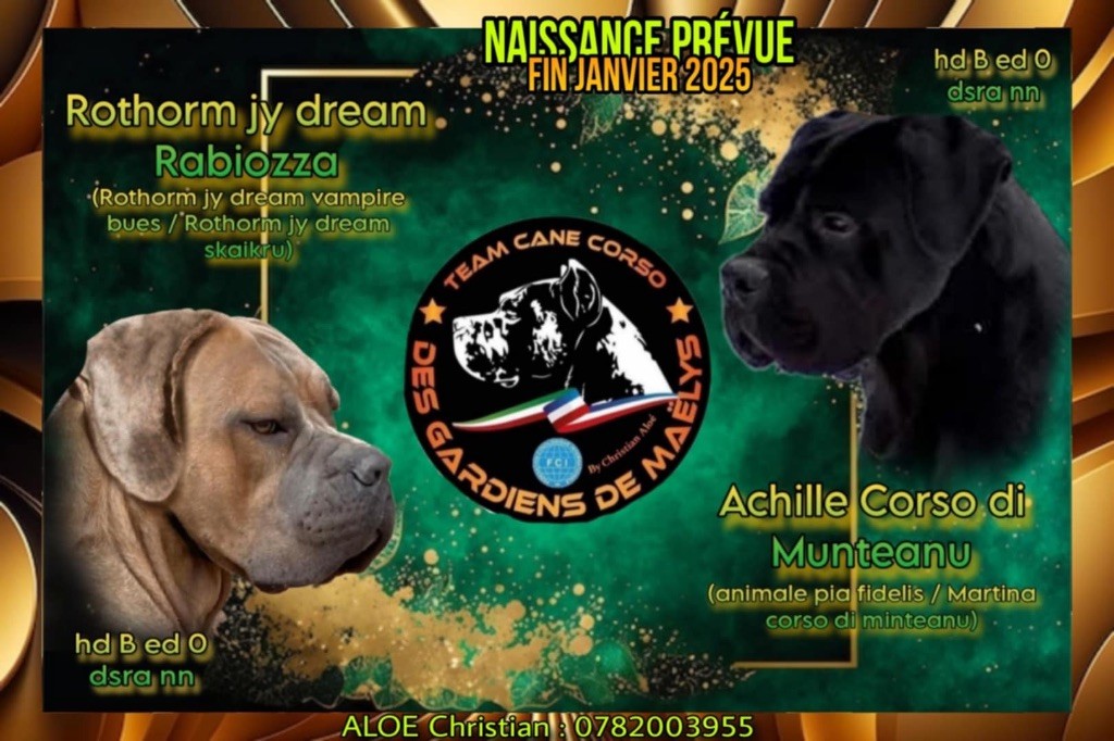 chiot Cane Corso des Gardiens de Maelys