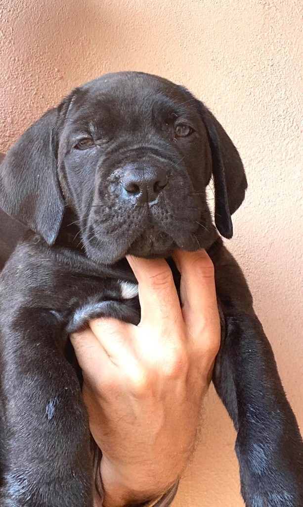 des Gardiens de Maelys - Chiot disponible  - Cane Corso