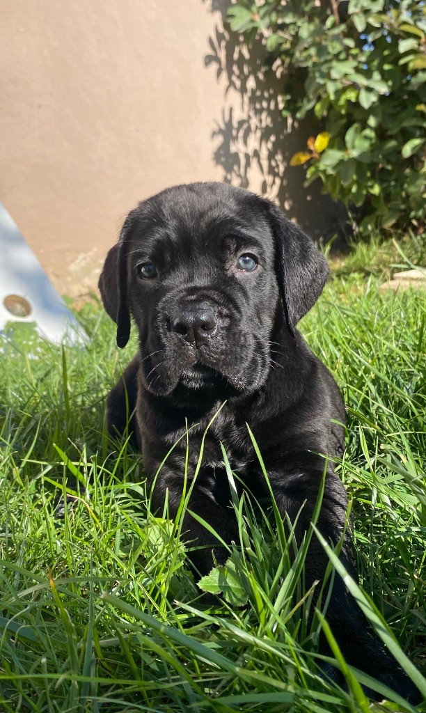 des Gardiens de Maelys - Chiot disponible  - Cane Corso