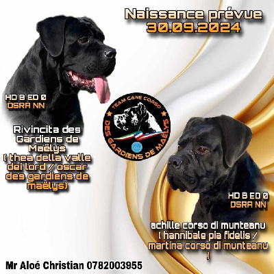 des Gardiens de Maelys - Cane Corso - Portée née le 27/09/2024