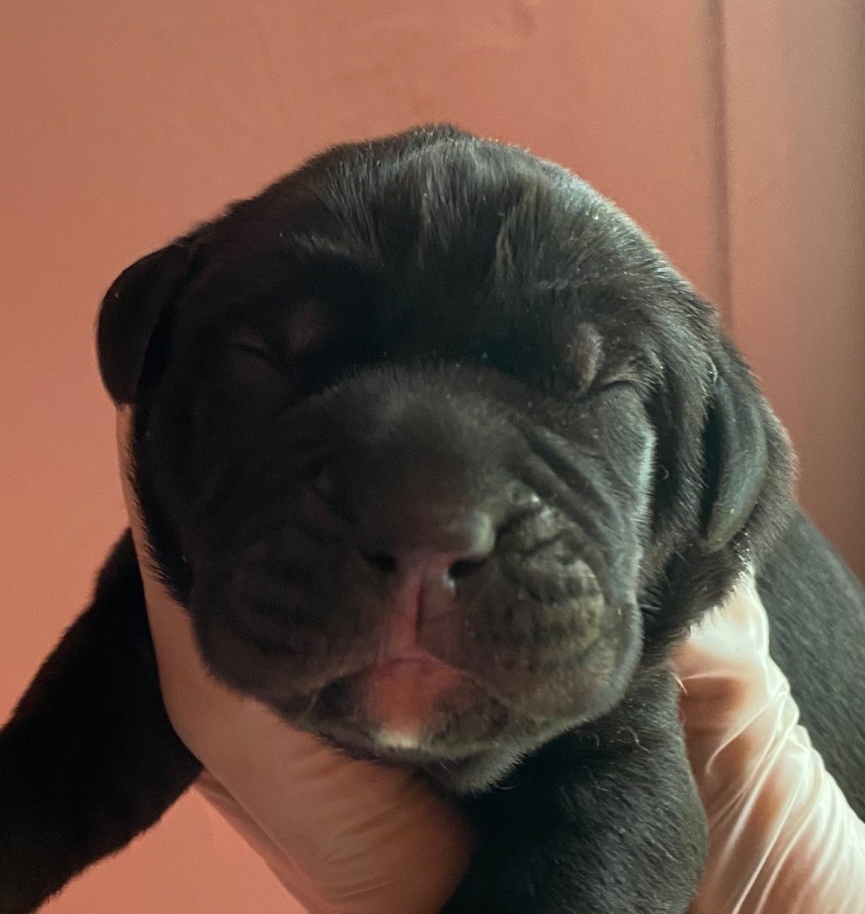 des Gardiens de Maelys - Chiot disponible  - Cane Corso