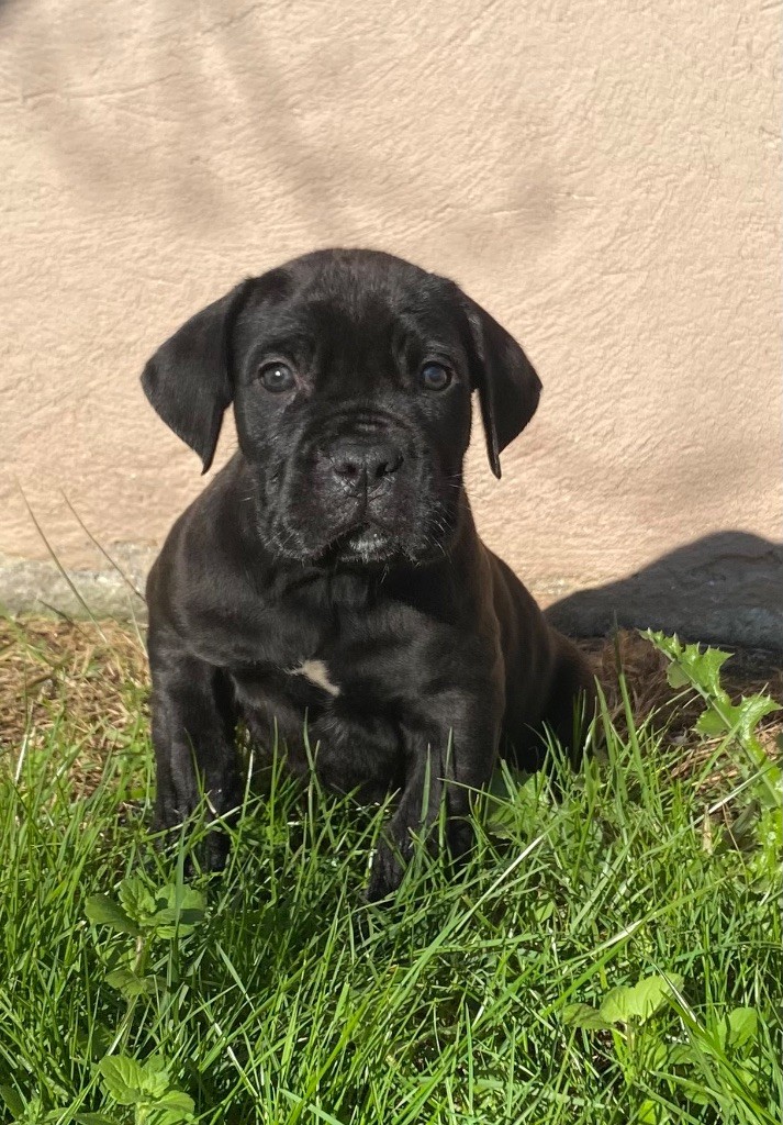 des Gardiens de Maelys - Chiot disponible  - Cane Corso