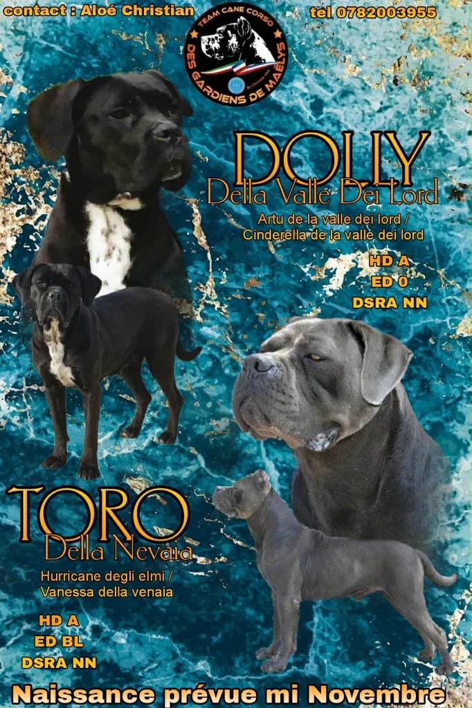 Naissance des chiots de dolly et toro 