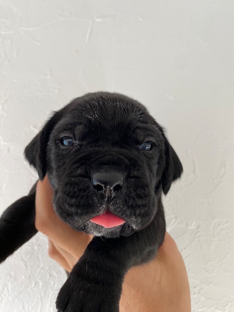 des Gardiens de Maelys - Chiots disponibles - Cane Corso