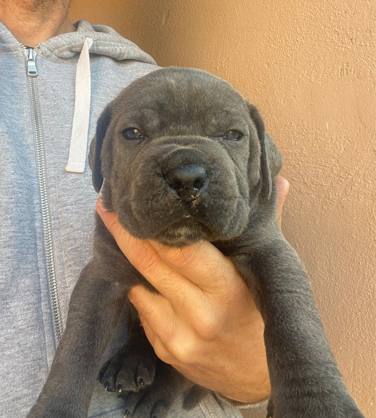 des Gardiens de Maelys - Chiots disponibles - Cane Corso