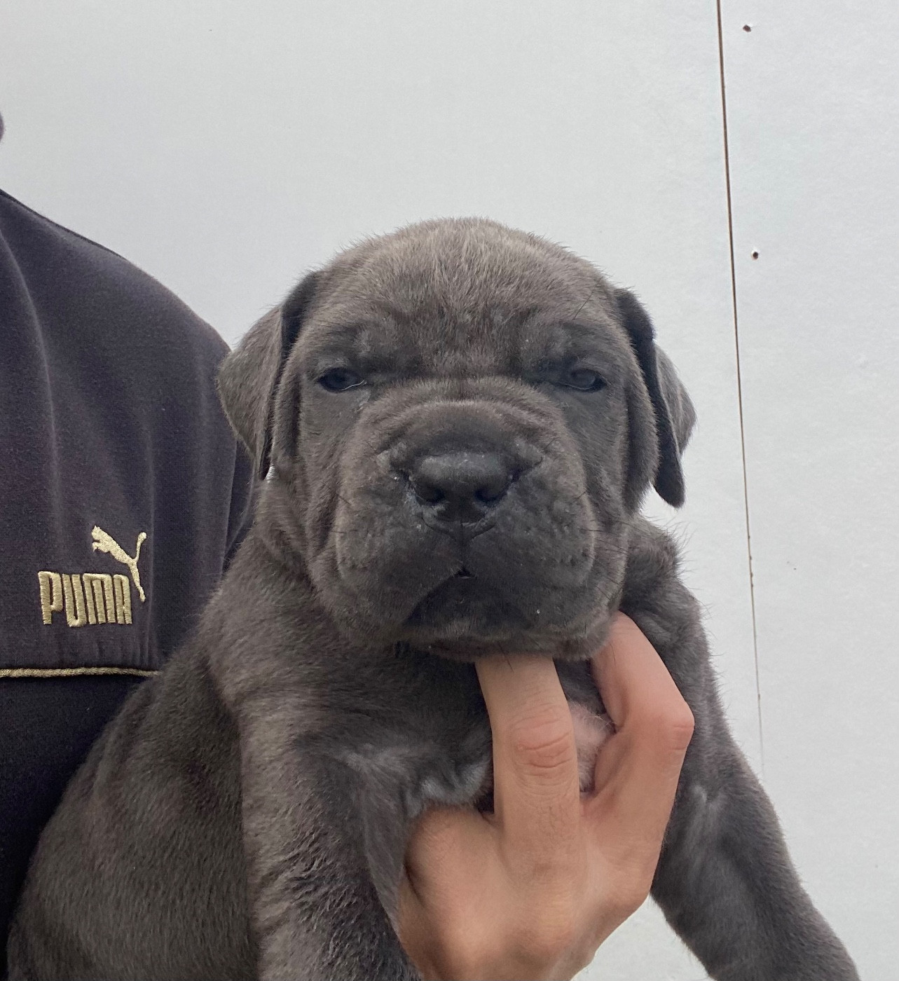 des Gardiens de Maelys - Chiots disponibles - Cane Corso