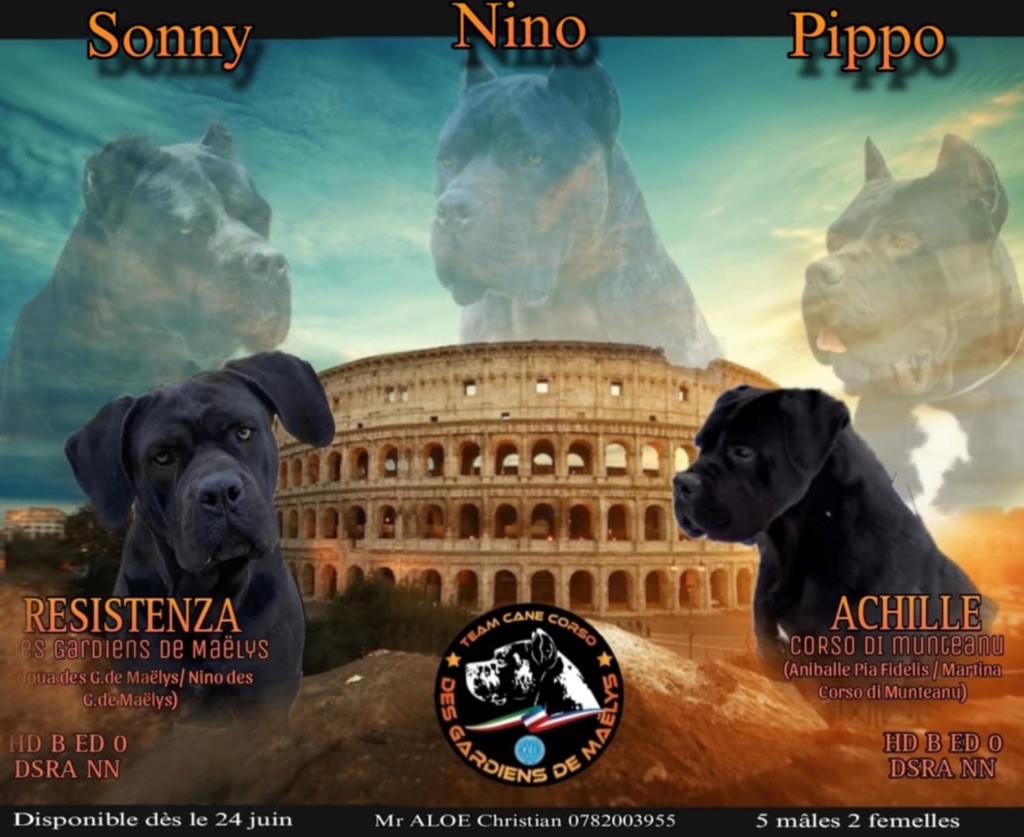 des Gardiens de Maelys - Chiots disponibles - Cane Corso