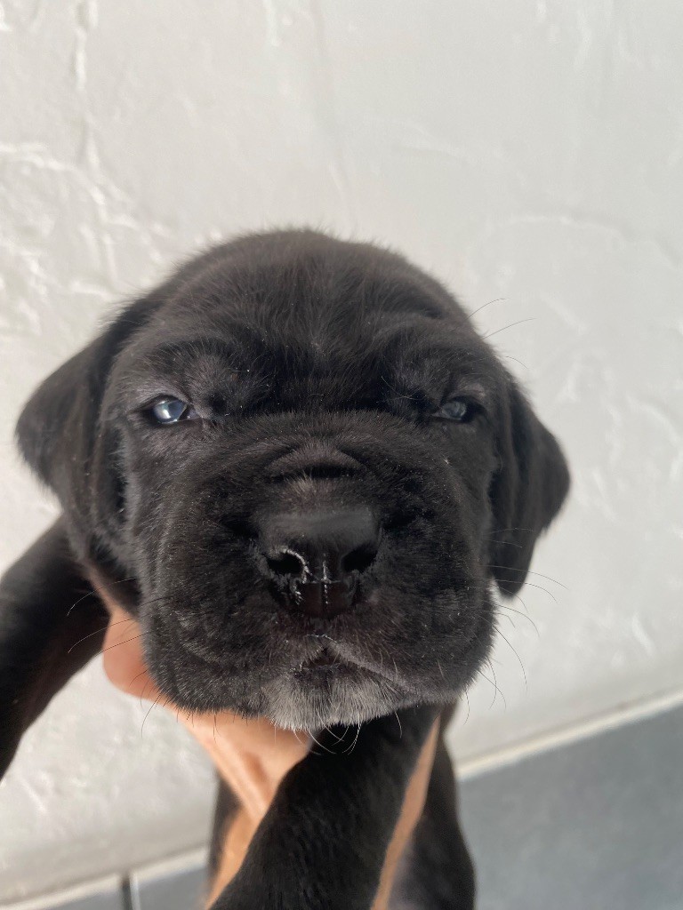 des Gardiens de Maelys - Chiots disponibles - Cane Corso