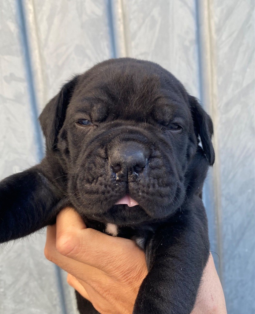 des Gardiens de Maelys - Chiots disponibles - Cane Corso