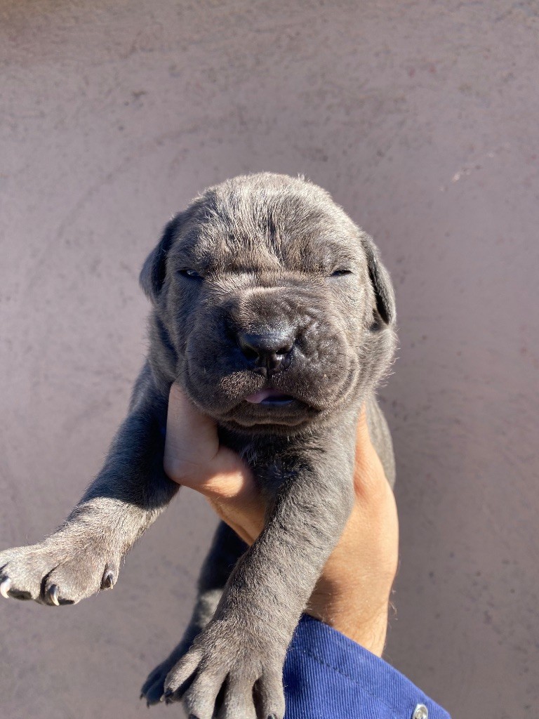 des Gardiens de Maelys - Chiots disponibles - Cane Corso