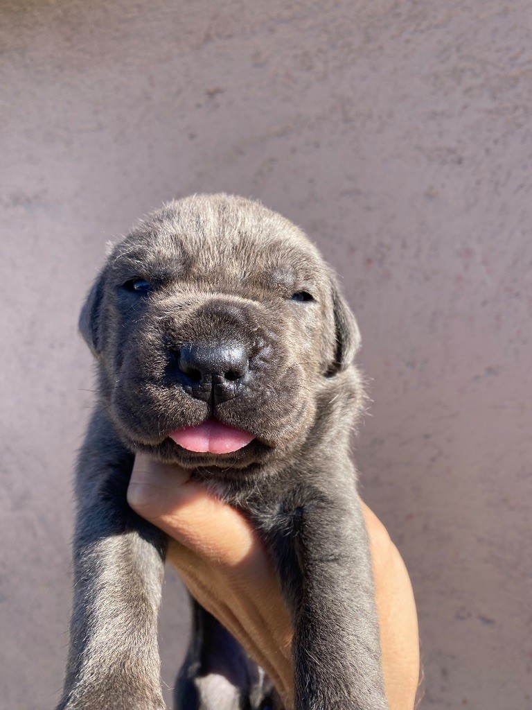des Gardiens de Maelys - Chiots disponibles - Cane Corso